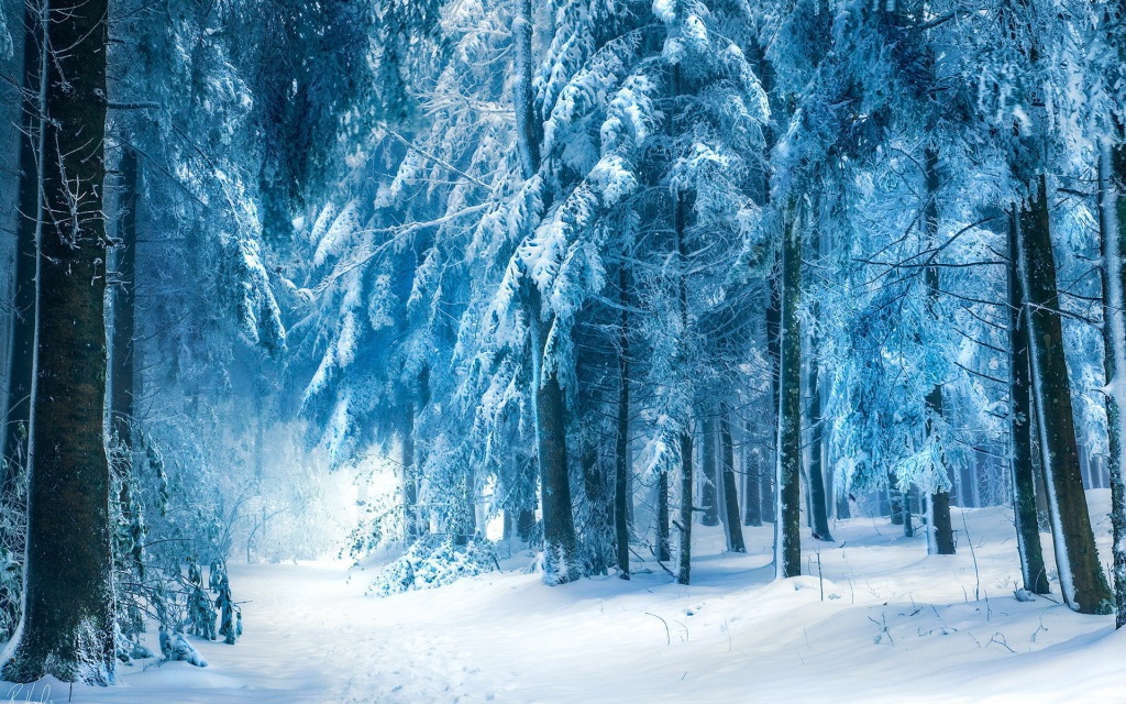 Музыка звуки зимнего леса скачать бесплатно