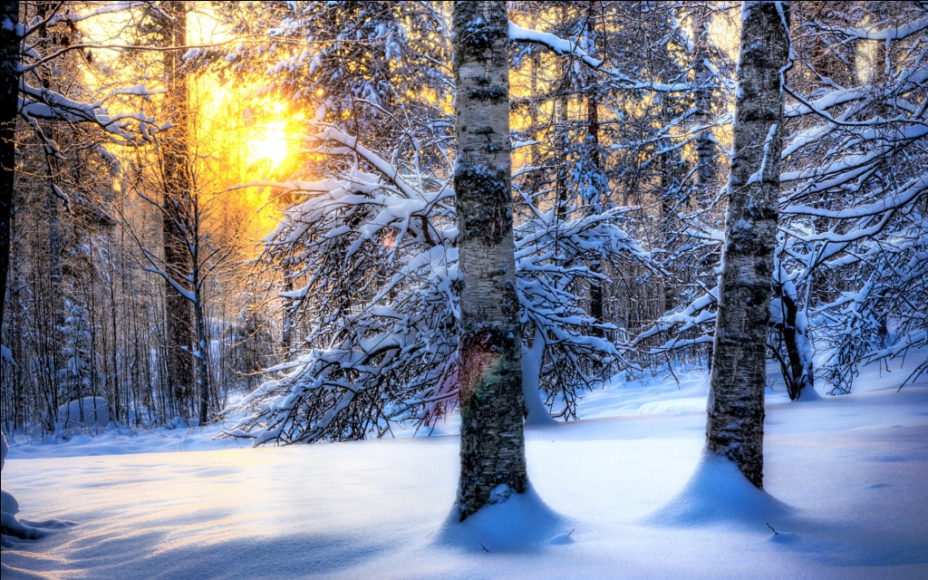 Звуки зимнего леса скачать бесплатно без регистрации