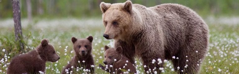 Звук медведя скачать бесплатно. Звуки медведя слушать онлайн